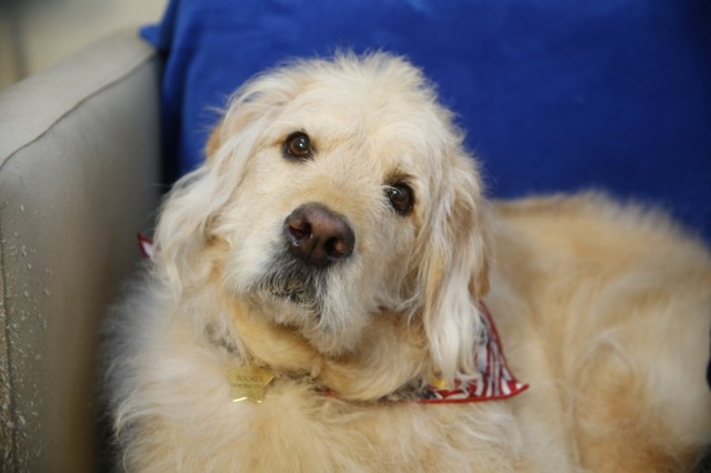 Bocker Labradoodle with his head tilt