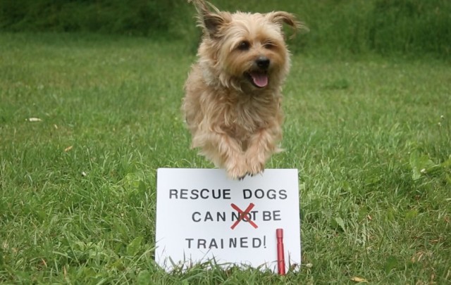  Linzy the rescue dog jumping over a sign saying rescue dogs can be trained