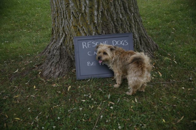 TH Linzy sees blackboard