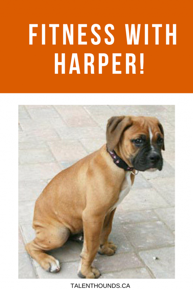 fitness and fit bit update with cute fit dog harper
