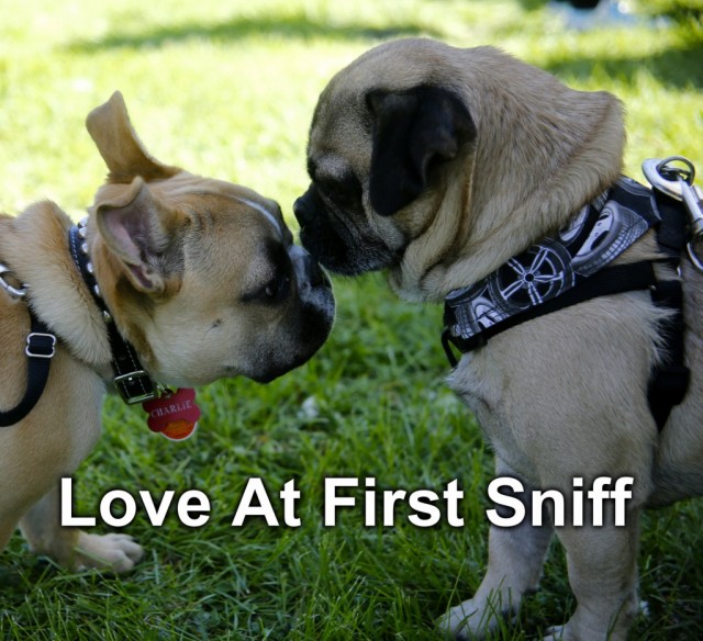 loveatfirstsniff