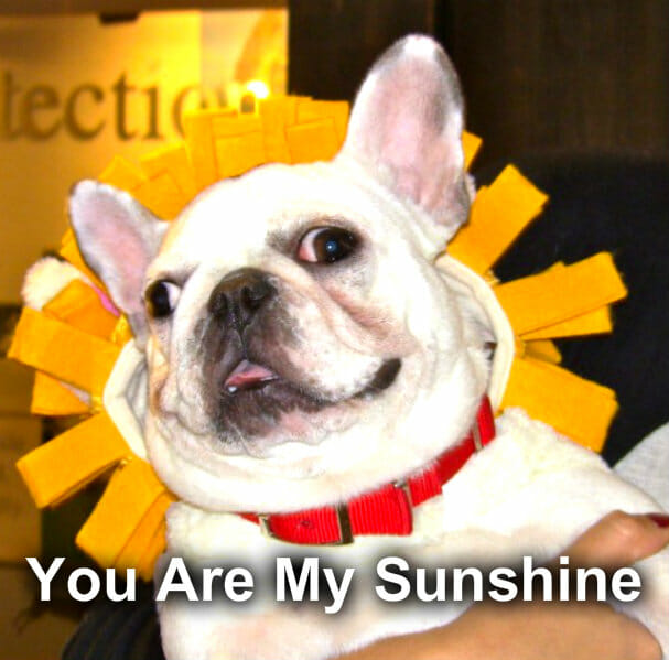 sunshineBulldog
