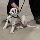 dalmatian