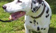 dalmatian dog breed