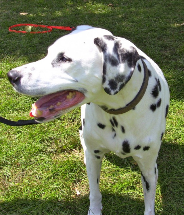 dalmatian dog breed