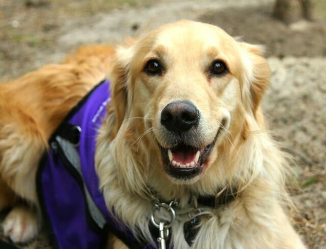 Grogeous Golden Retriever Flicka the PTSD Service Dog, one of Nature's Best Antidepressants