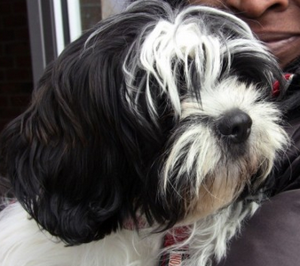 maltese black and white cute rescue