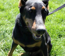 doberman pinscher