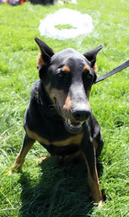 doberman pinscher