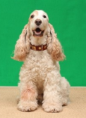 cocker spaniel