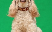 cocker spaniel