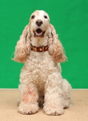 cocker spaniel