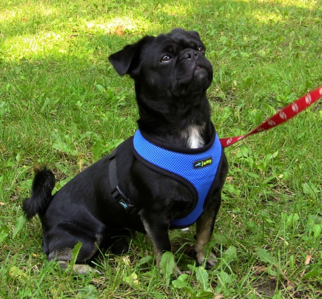 Find out about adorable handsome little Rescue Kilo the Pug sitting here on the grass.