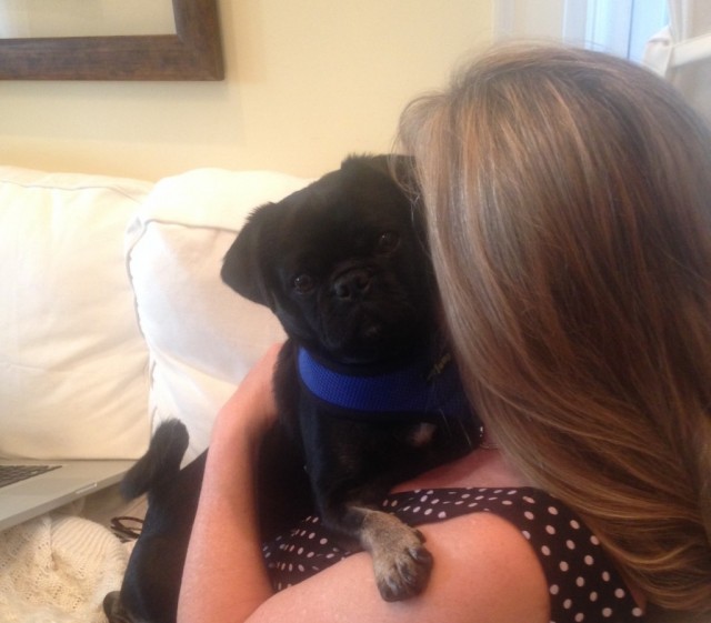 TH Kilo the pug hug at work