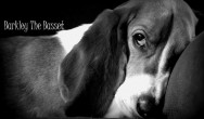 basset hound