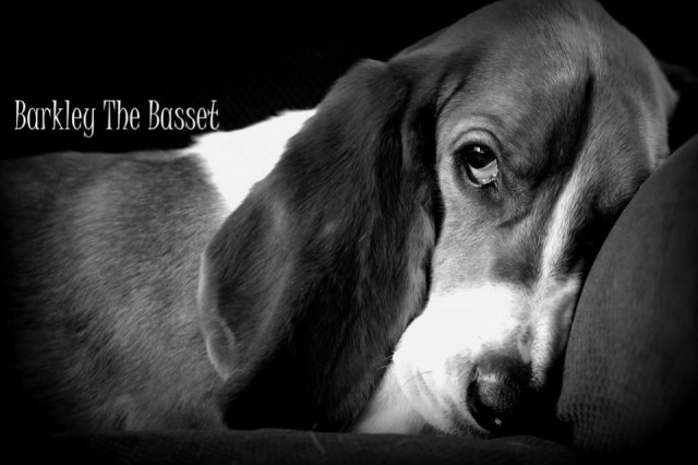 basset hound snoozing