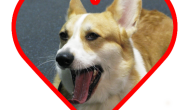 corgi