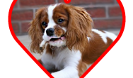 King Charles Spaniel