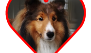 shetland sheepdog