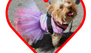 yorkie yorkshire terrier