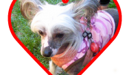 chinese crested