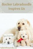 Bocker Labradoodle Inspires us