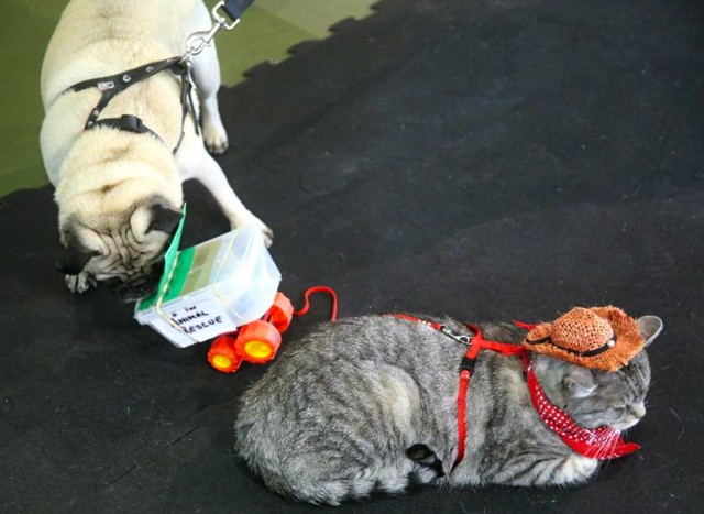 a pug bandit robbing the rescue cat