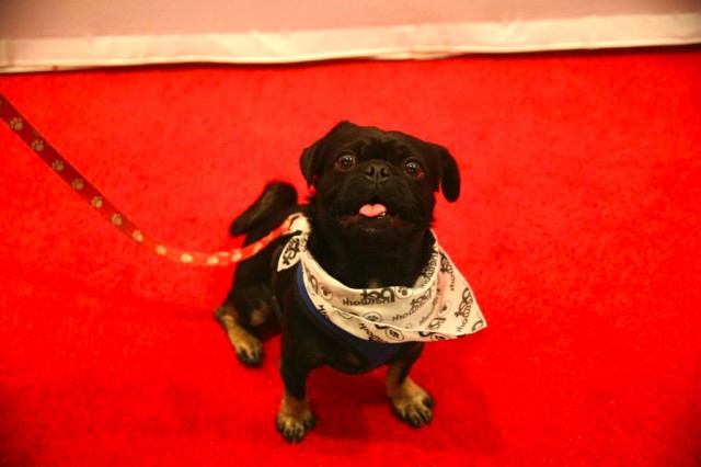 Kilo sitting smiling in bandana on the red carpet