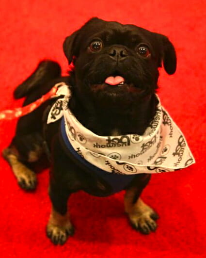 Kilo the Pug on the red carpet at the Rescue Me Event and launch of our new Talent Hounds Rescues Rock episode