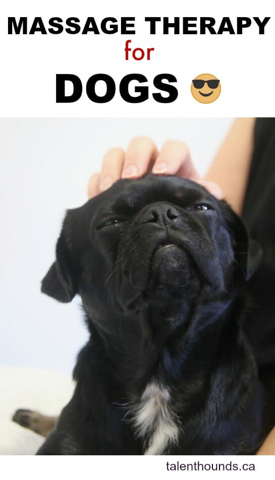 Kilo the Pug enjoying canine massage therapy.