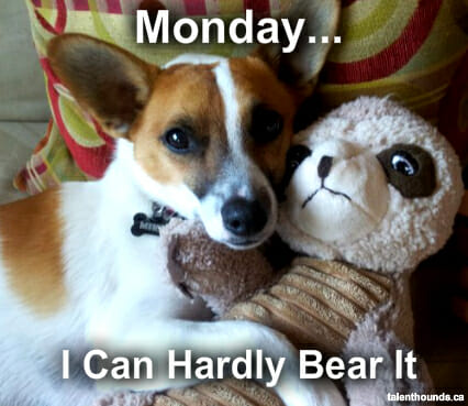 Funny Monday Meme-Mikey the Puppy hugging his bear "I can hardly bear it"