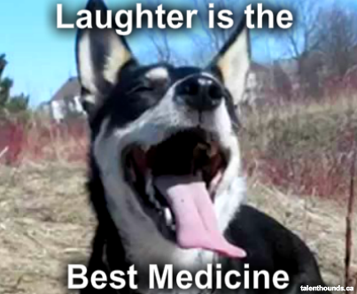 Laughter is the best medicine meme of a dog smiling guaranteed to make you smile