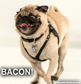 on of the things you should know about pugs- they are food motivated like Fishstick the rescue pug chasing bacon -meme