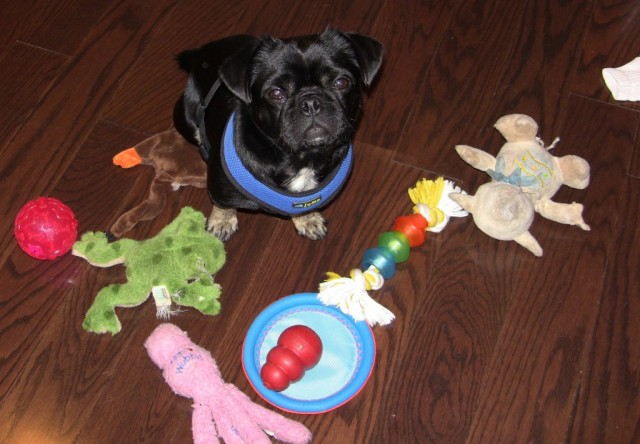 Kilo the pug and some of his toys