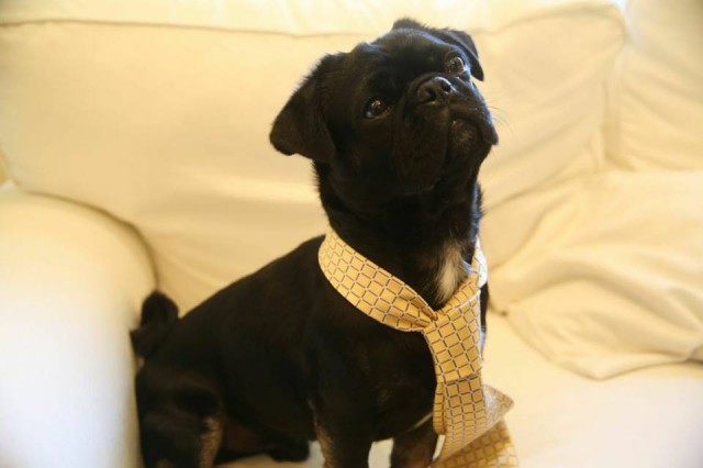 Kilo the Pug in a tie on the sofa