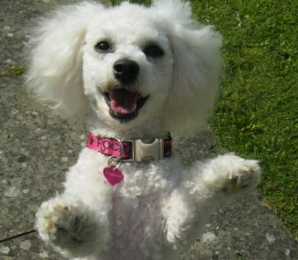 Sheby Star- Bichon Frise