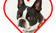 boston terrier