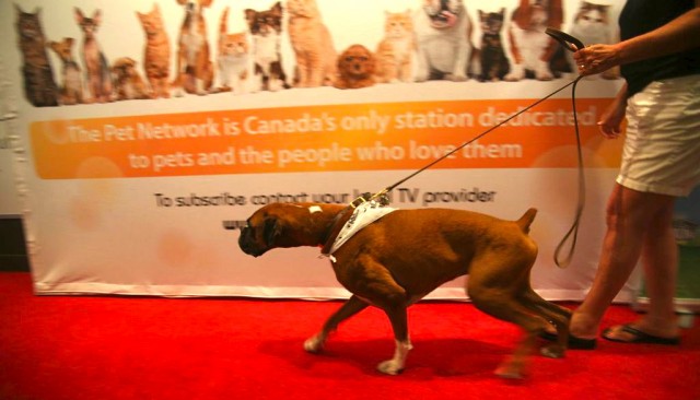 Tanum the Boxer racing up the red carpet