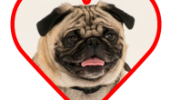 pug