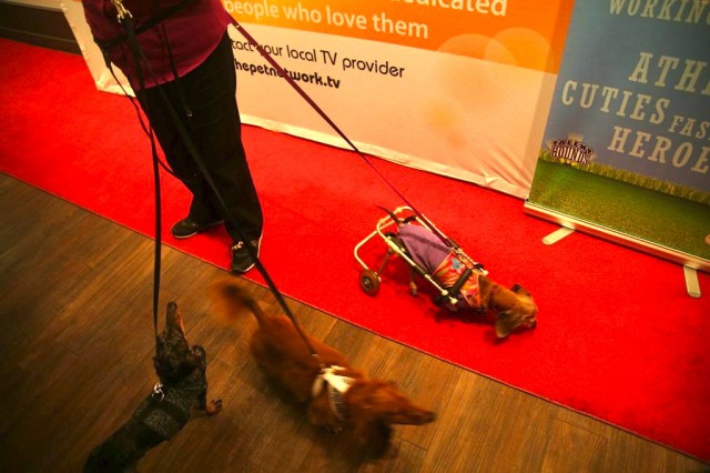 wiener dogs on red carpet