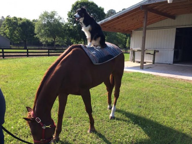 Joey the talented Border Collie riding a horse
