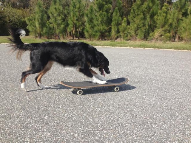 Joey the Border Collie skateboarding