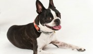 boston terrier