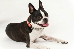 boston terrier