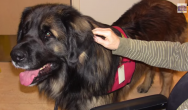 Olie the therapy Leonberger next to a patient.