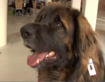 leonberger