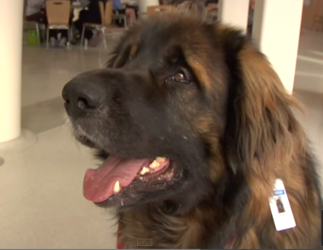 leonberger dog breed - Olie the therapy dog at the hospital visiting patients and staff.