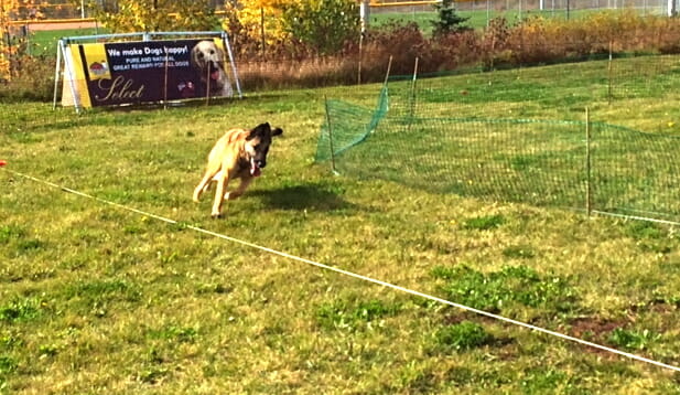 German Shepherd running on Dog Lovers Days Lure Course