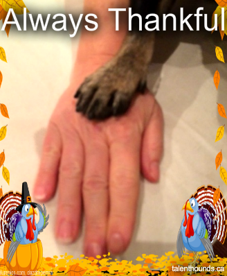 Thanksgivingpawkilo
