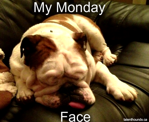 MondayBullDog